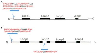 Development and efficacy evaluation of remodeled canine parvovirus-like particles displaying major antigenic epitopes of a giant panda derived canine distemper virus